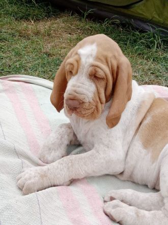 bracco di francobollo