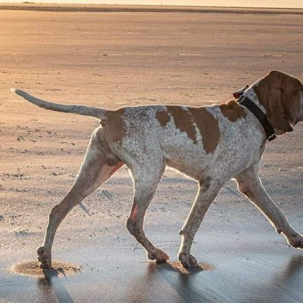 bracco di francobollo