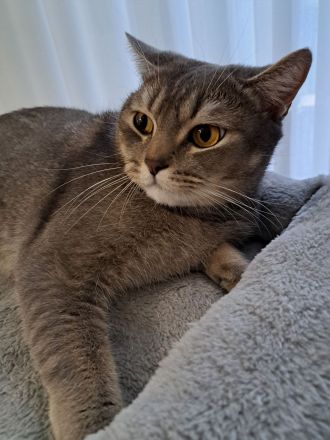 Yumos sucht ein neues Zuhause