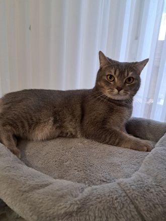 Yumos sucht ein neues Zuhause