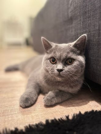 Bkh Katze sucht liebevolles Zuhause