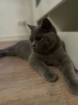 Bkh Katze sucht liebevolles Zuhause