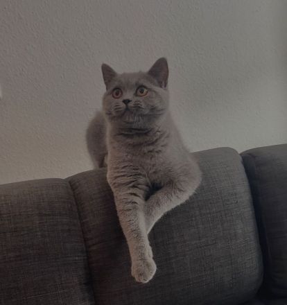 Bkh Katze sucht liebevolles Zuhause