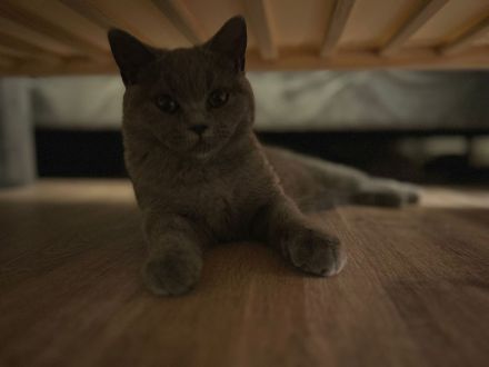 Bkh Katze sucht liebevolles Zuhause