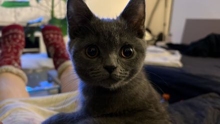 Reinrassige bkh katze