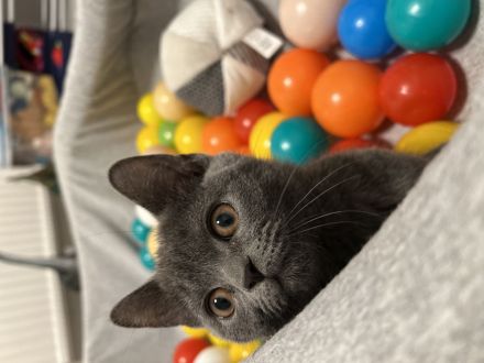 Reinrassige bkh katze