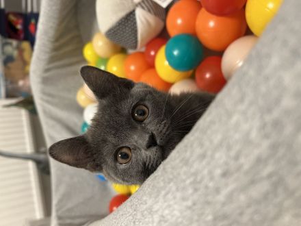 Reinrassige bkh katze