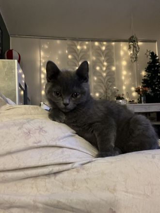 Reinrassige bkh katze