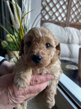 Aussiedoodle F1B