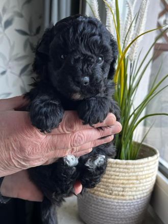 Aussiedoodle F1B