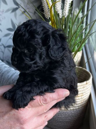 Aussiedoodle F1B