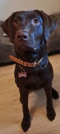 Jung Hündin Labrador