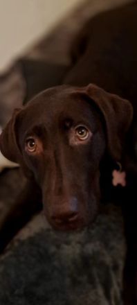 Jung Hündin Labrador