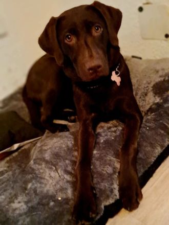 Jung Hündin Labrador