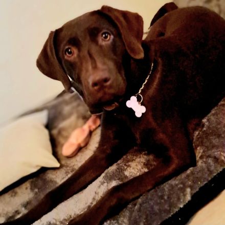 Jung Hündin Labrador