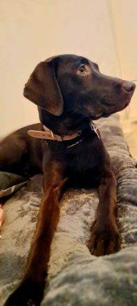 Jung Hündin Labrador