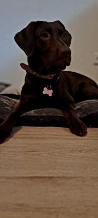 Jung Hündin Labrador