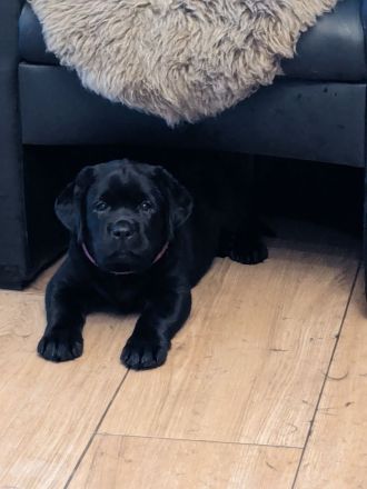 Labradorwelpen schwarz abholbereit