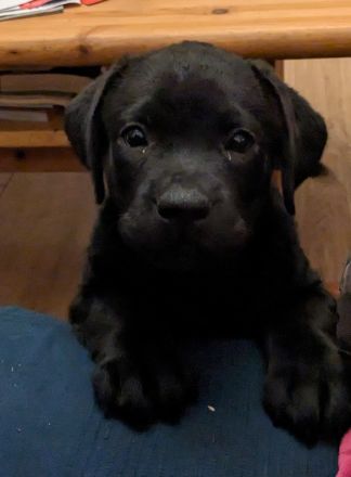 Labradorwelpen schwarz abholbereit