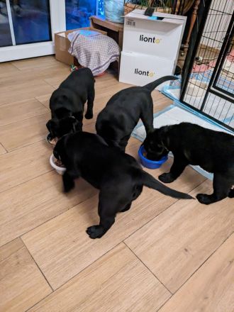 Labradorwelpen schwarz abholbereit