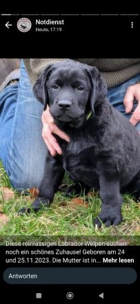 Labradorwelpen schwarz abholbereit