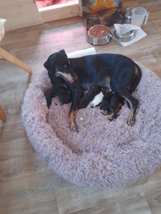 Brackenwelpen, siebenbürger, feiner Familienhund