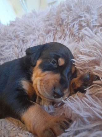 Brackenwelpen, siebenbürger, feiner Familienhund