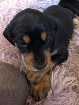 Brackenwelpen, siebenbürger, feiner Familienhund