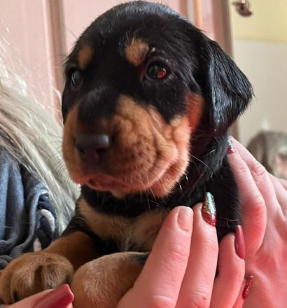 Brackenwelpen, siebenbürger, feiner Familienhund