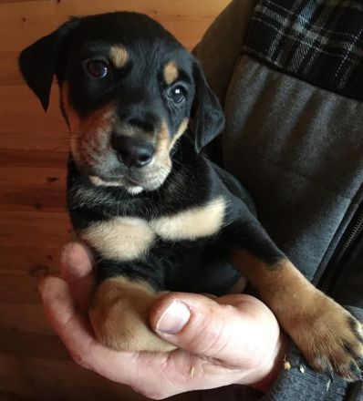 Brackenwelpen, siebenbürger, feiner Familienhund