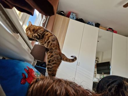 Bengal Katze Tara sucht ein liebevolles Zuhause