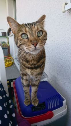 Bengal Katze Tara sucht ein liebevolles Zuhause