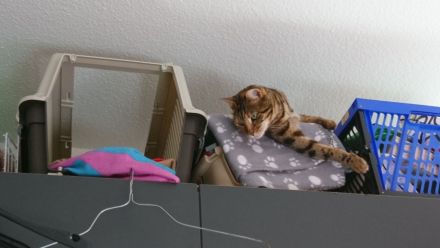 Bengal Katze Tara sucht ein liebevolles Zuhause