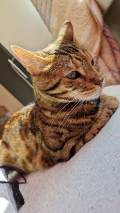 Bengal Katze Tara sucht ein liebevolles Zuhause