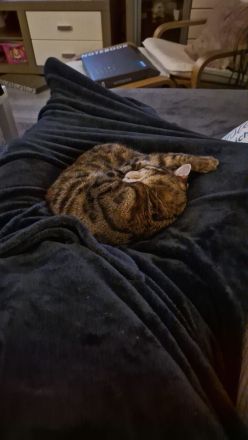 Bengal Katze Tara sucht ein liebevolles Zuhause