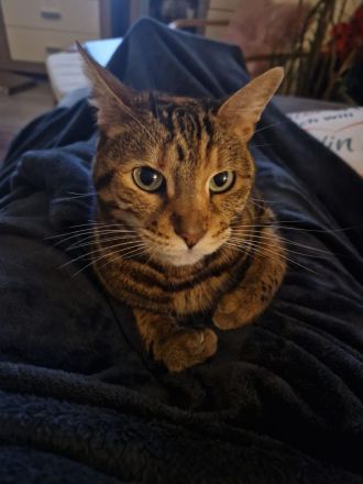 Bengal Katze Tara sucht ein liebevolles Zuhause