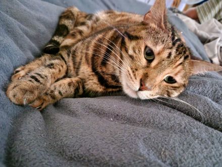 Bengal Katze Tara sucht ein liebevolles Zuhause