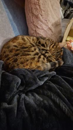 Bengal Katze Tara sucht ein liebevolles Zuhause