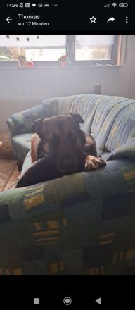 Schäfermischling 3 Jahre