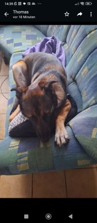 Schäfermischling 3 Jahre