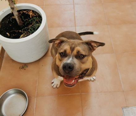 American Bully Rüde 1,5 Jahre alt