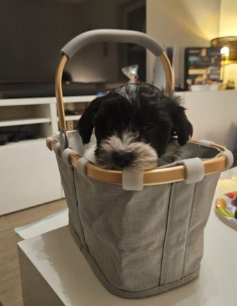 Niedliche reinrassige Havaneser Welpen