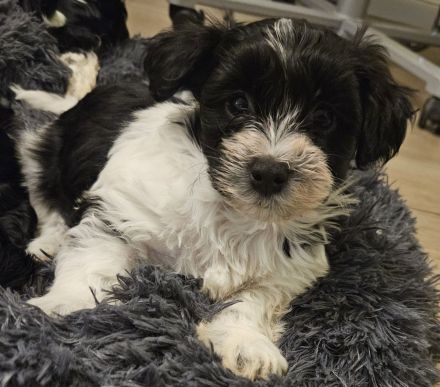 Niedliche reinrassige Havaneser Welpen