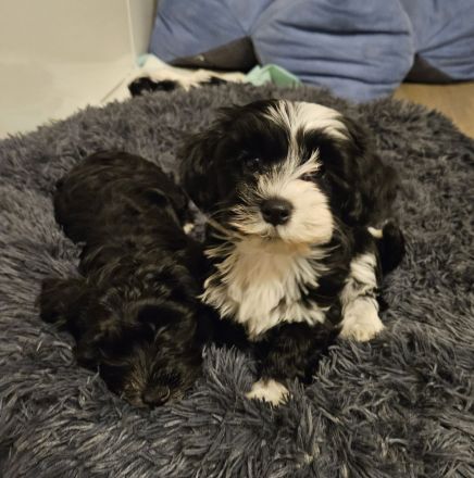 Niedliche reinrassige Havaneser Welpen