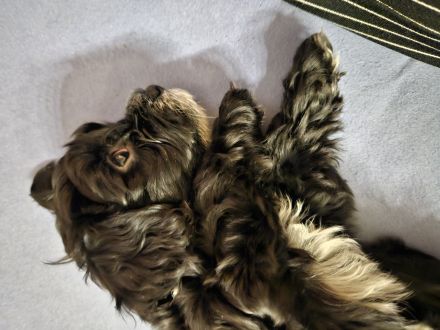 Niedliche reinrassige Havaneser Welpen