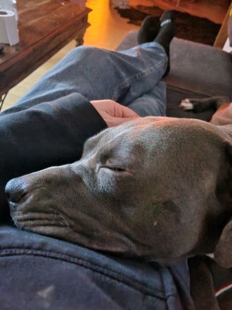 American bulldog xl blue line hündin