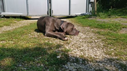 American bulldog xl blue line hündin