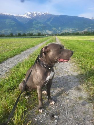 American bulldog xl blue line hündin