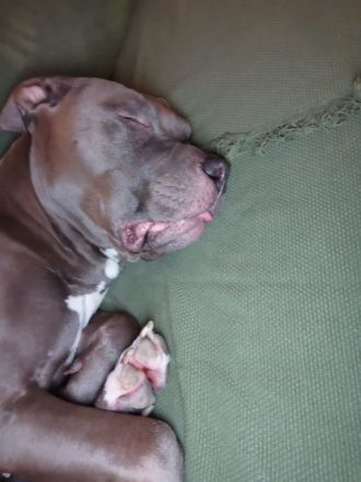 American bulldog xl blue line hündin