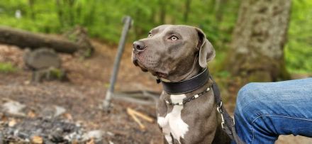 American bulldog xl blue line hündin